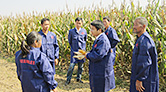 香蕉视频污污下载缓(控)释肥技术