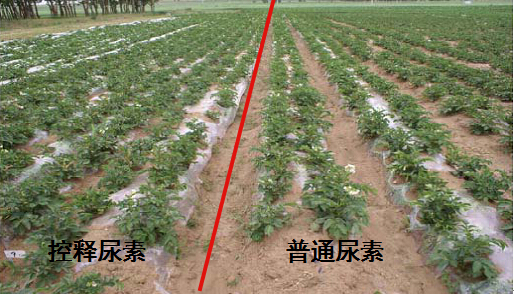 香蕉视频污污下载缓释尿素在马铃薯上的肥效对比