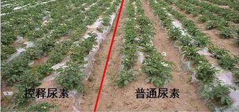 香蕉视频污污下载缓释尿素与普通尿素对比图