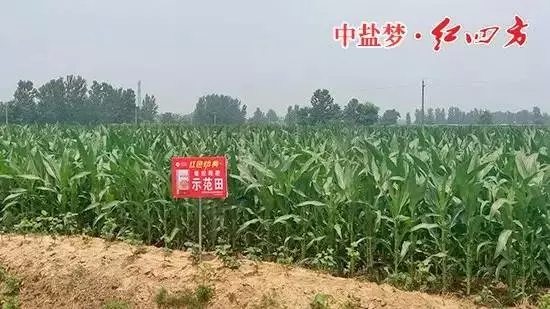 香蕉视频污污下载缓释肥在商丘玉米上表现突出！