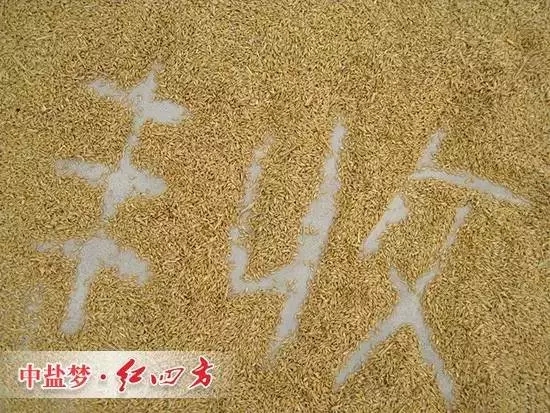 丰收离不开香蕉视频污污下载缓释肥