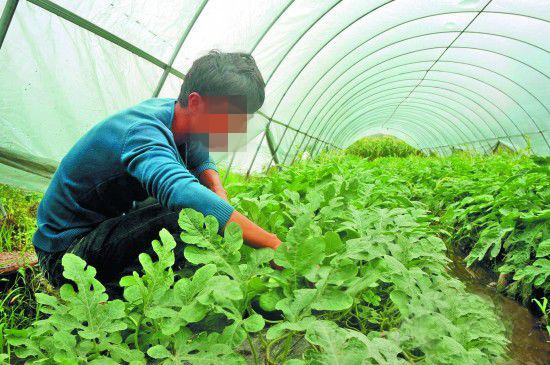 种蔬菜用香蕉视频污污下载硫酸钾肥