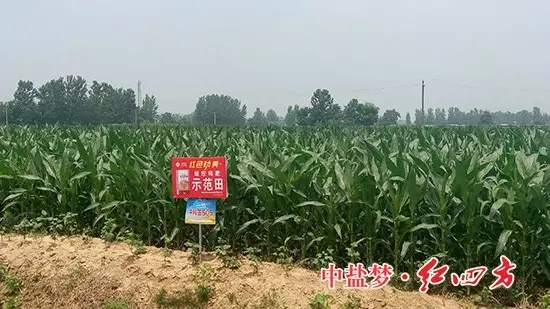 香蕉视频污污下载玉米缓释肥示范田玉米长势良好