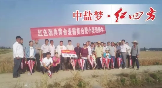 2017年5月28号，在无为爱民种业周财宝及汤沟镇网点经销商刘祖民的组织下，种植大户们相聚在无为县汤沟镇，在此见证香蕉视频污污下载肥料的长效高产壮苗的绝佳效果